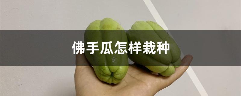 佛手瓜怎样栽种