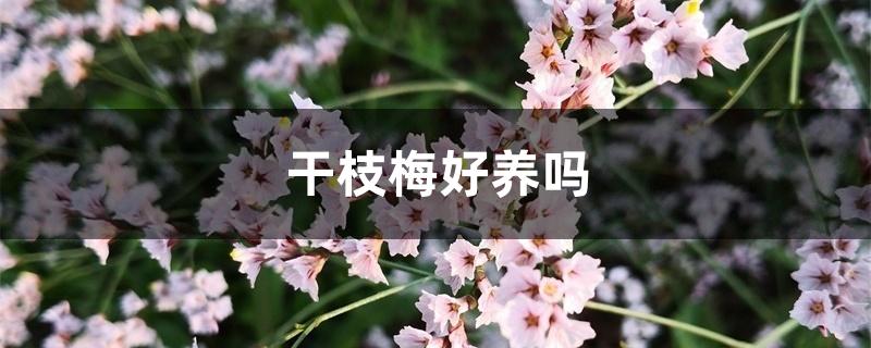 干枝梅好养吗