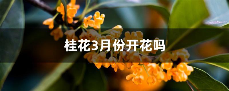 桂花3月份开花吗