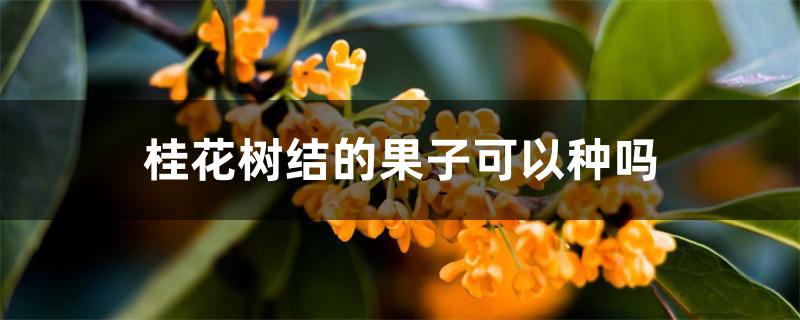 桂花树结的果子可以种吗