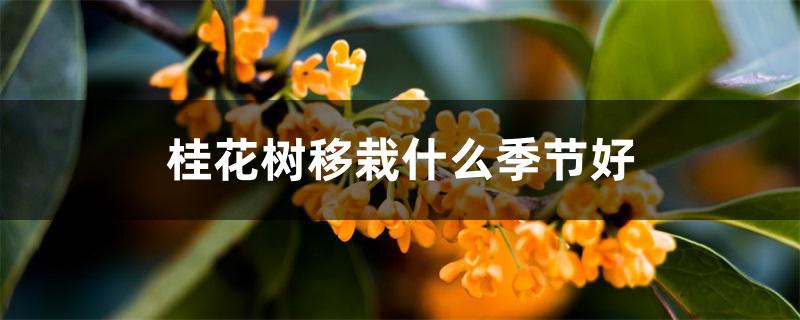 桂花树移栽什么季节好