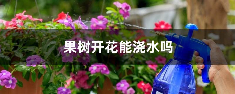 果树开花能浇水吗