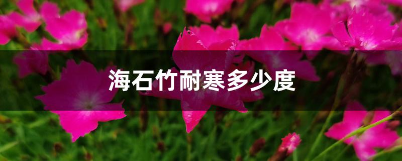 海石竹耐寒多少度