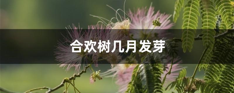 合欢树几月发芽