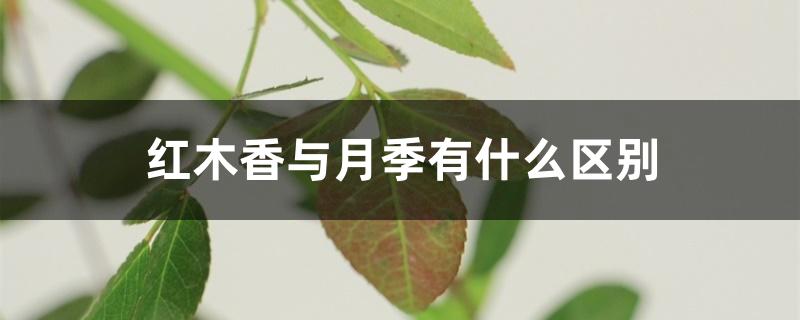 红木香与月季有什么区别