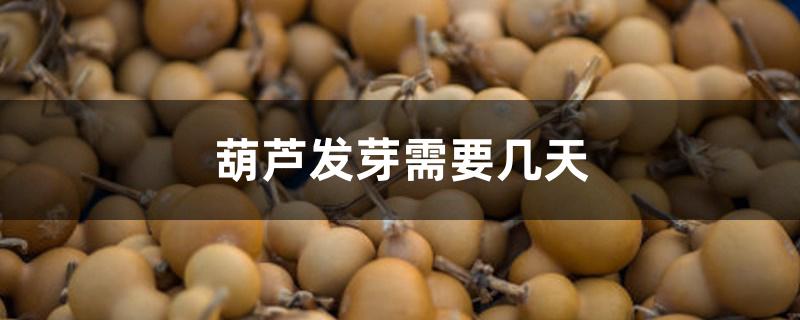 葫芦发芽需要几天 葫芦发芽需要几天