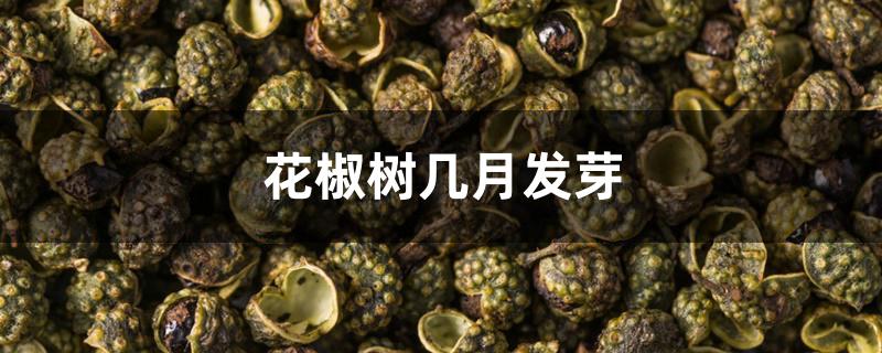 花椒树几月发芽