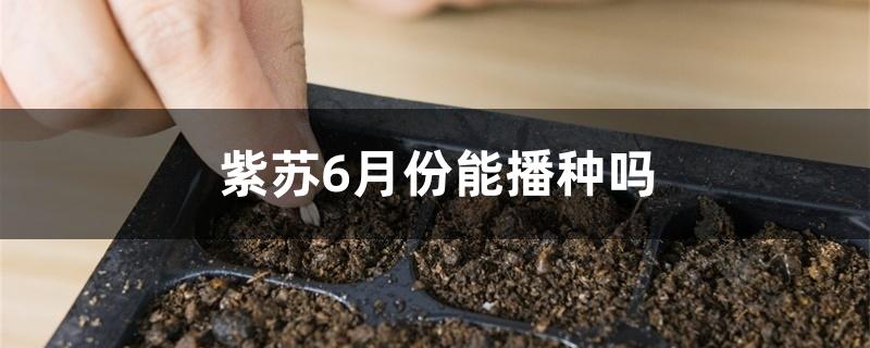 紫苏6月份能播种吗