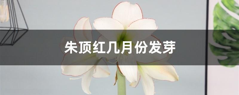 朱顶红几月份发芽