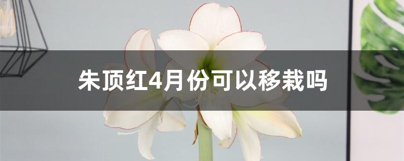 朱顶红4月份可以移栽吗