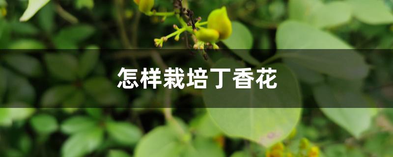 怎样栽培丁香花