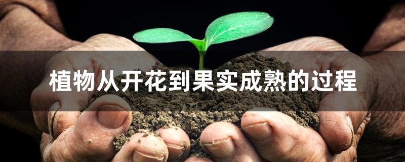 植物从开花到果实成熟的过程