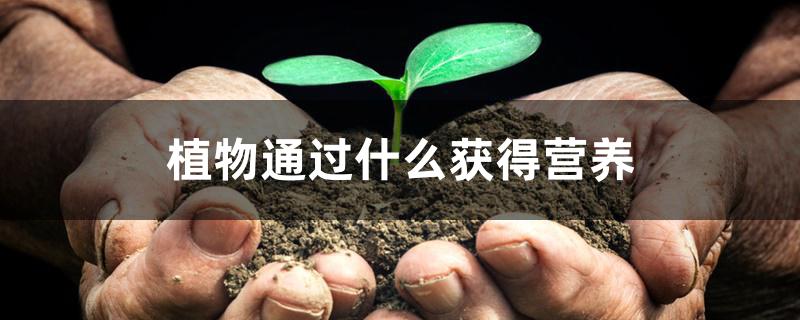 植物通过什么获得营养