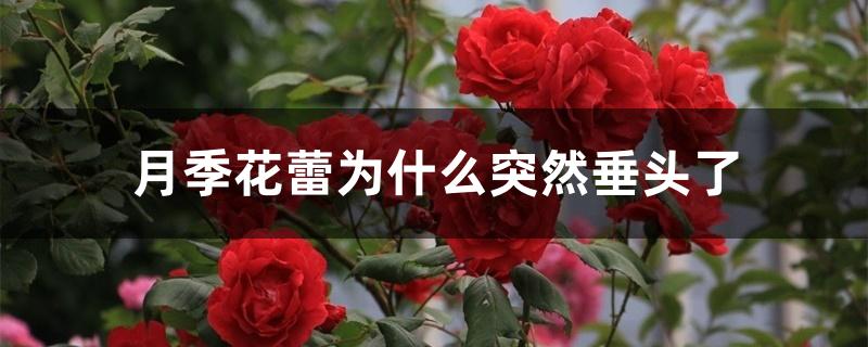 月季花蕾为什么突然垂头了