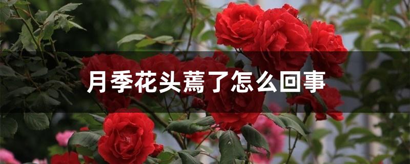 月季花头蔫了怎么回事