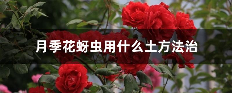 月季花蚜虫用什么土方法治