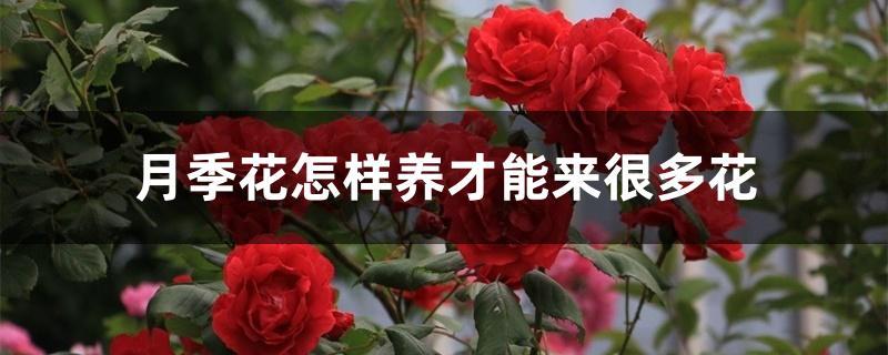 月季花怎样养才能来很多花