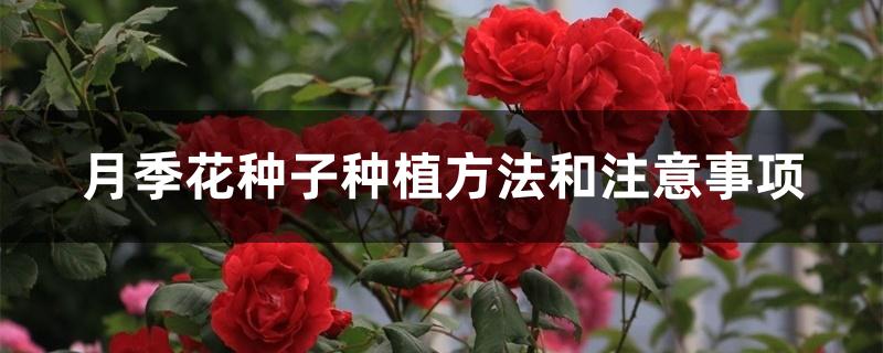 月季花种子种植方法和注意事项