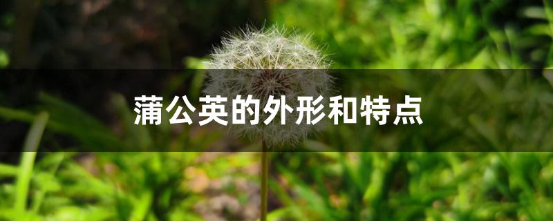 蒲公英的外形和特点