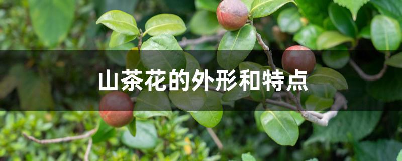 山茶花的外形和特点