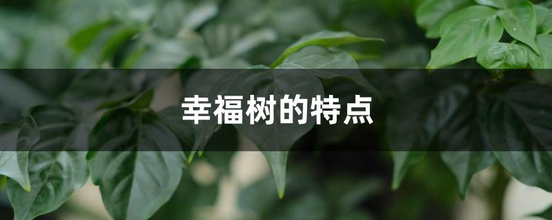 幸福树的特点