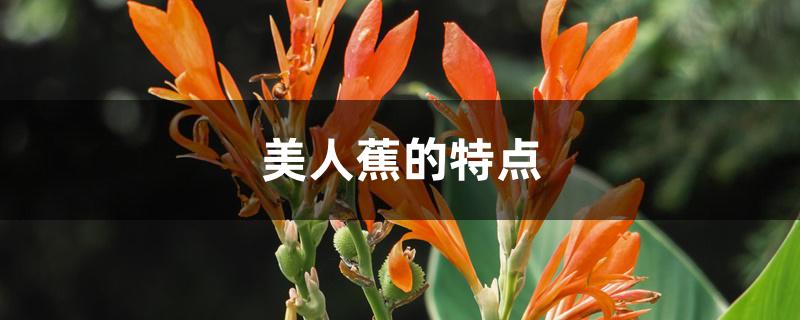 美人蕉的特点