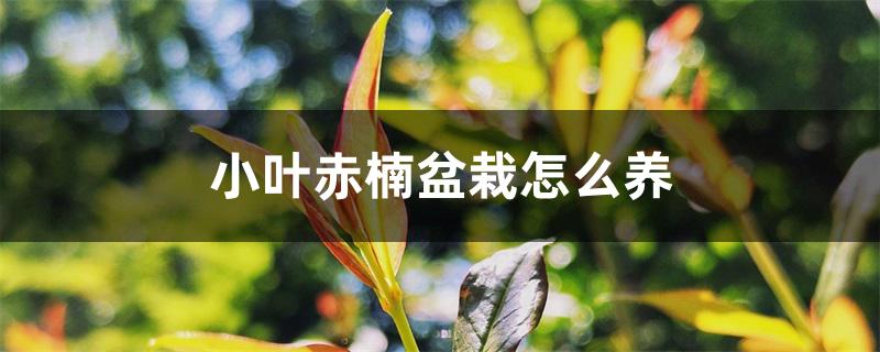 小叶赤楠盆栽怎么养