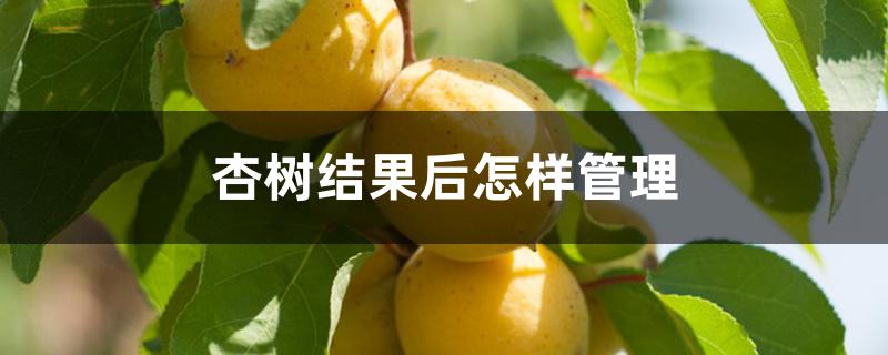 杏树结果后怎样管理 杏树结果后怎样管理