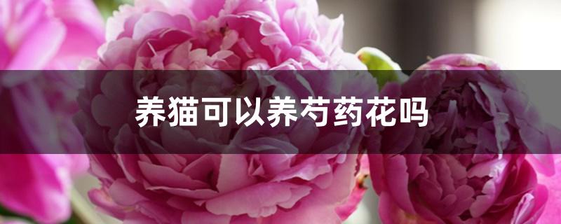 养猫可以养芍药花吗