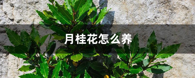 月桂花怎么养