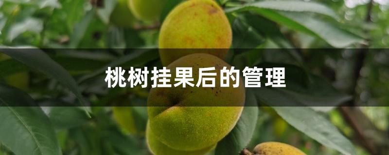 桃树挂果后的管理 桃树挂果后的管理