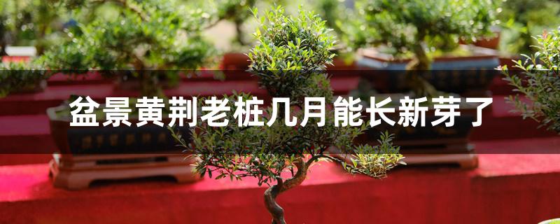 盆景黄荆老桩几月能长新芽了 盆景黄荆老桩几月能长新芽了