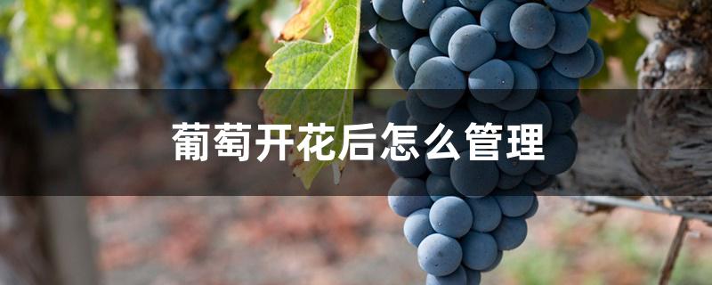 葡萄开花后怎么管理