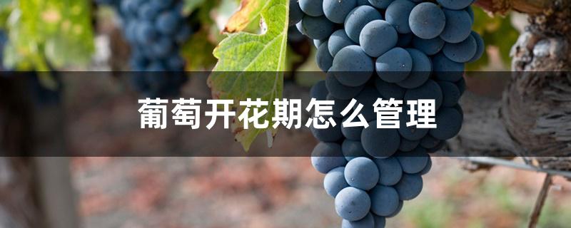 葡萄开花期怎么管理 葡萄开花期怎么管理