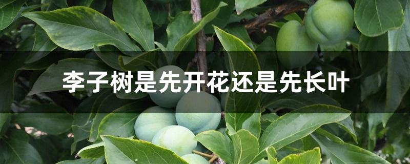 李子树是先开花还是先长叶