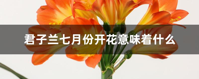 君子兰七月份开花意味着什么