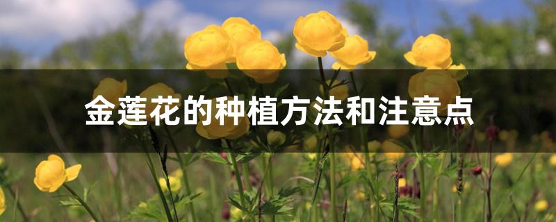 金莲花的种植方法和注意点