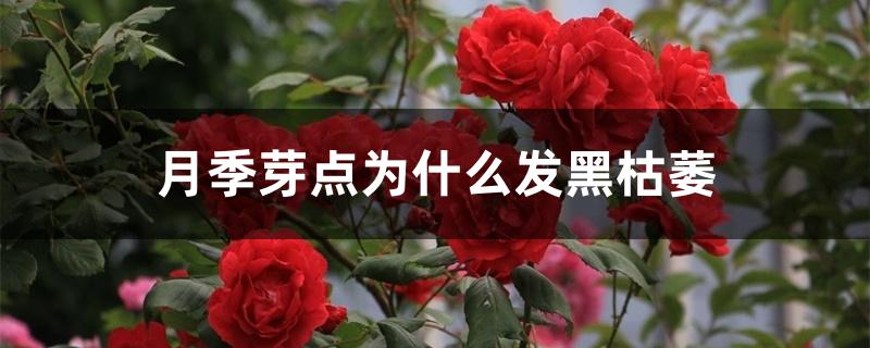 月季芽点为什么发黑枯萎