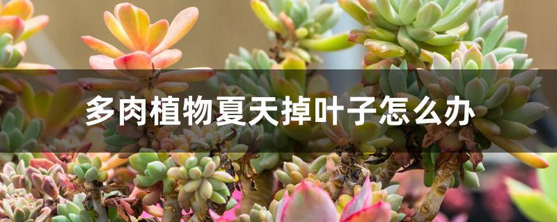 多肉植物夏天掉叶子怎么办