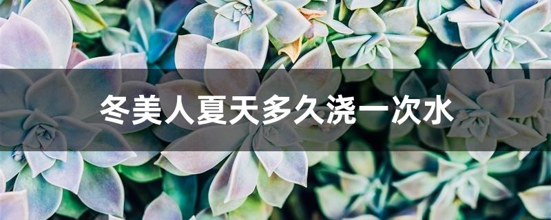 冬美人夏天多久浇一次水