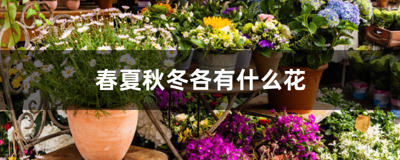 春夏秋冬各有什么花