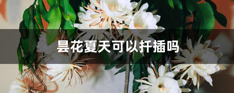 昙花夏天可以扦插吗