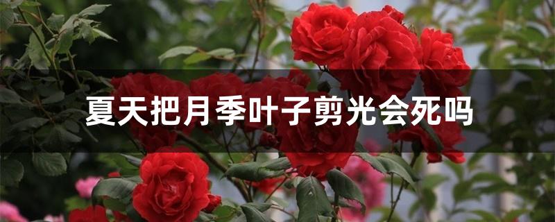 夏天把月季叶子剪光会死吗