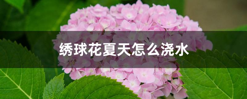 绣球花夏天怎么浇水