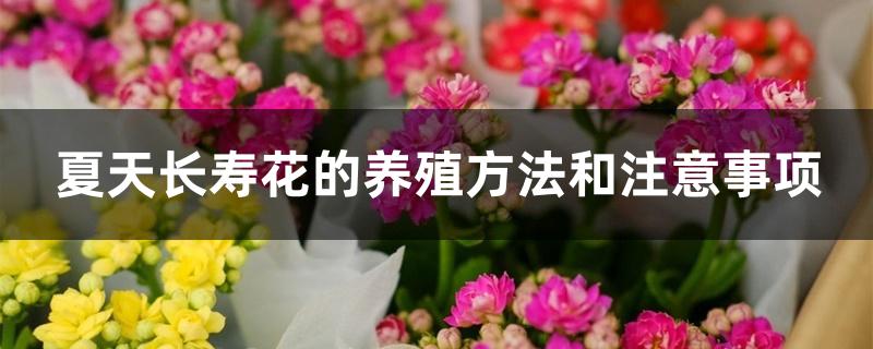 夏天长寿花的养殖方法和注意事项