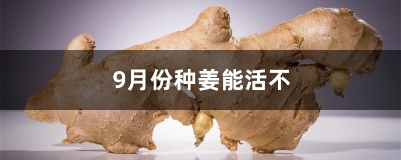 9月份种姜能活不 9月份种姜能活不