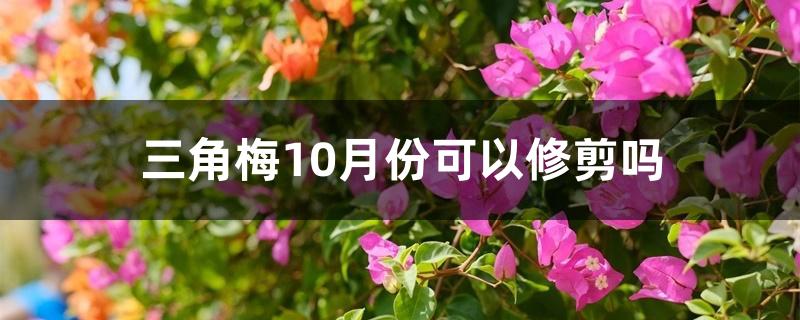 三角梅10月份可以修剪吗