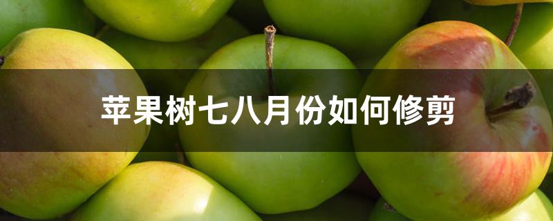 苹果树七八月份如何修剪