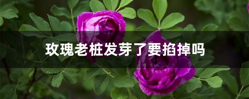 玫瑰老桩发芽了要掐掉吗