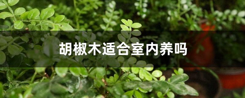 胡椒木适合室内养吗 胡椒木适合室内养吗